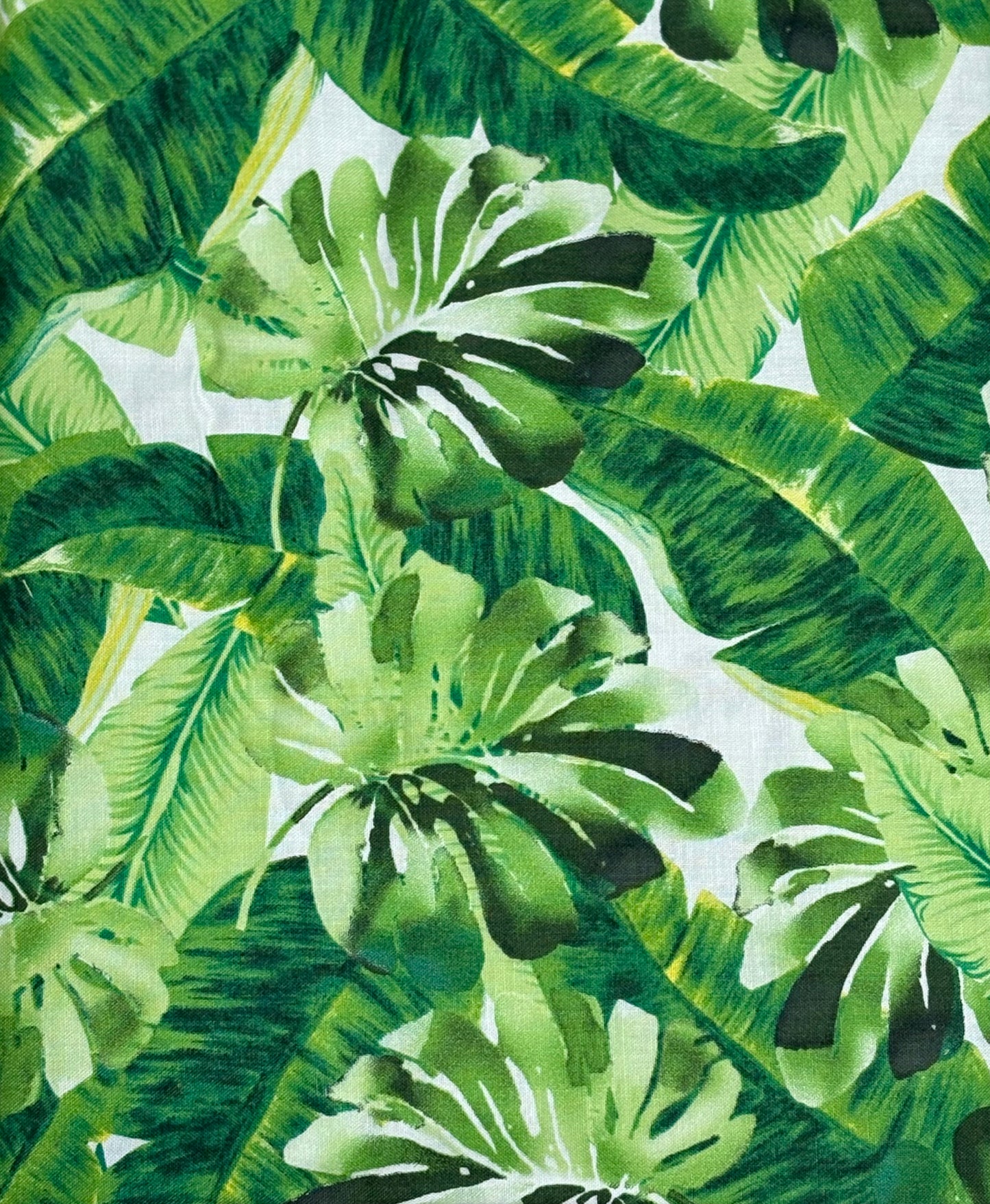 Monstera