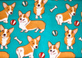Corgi