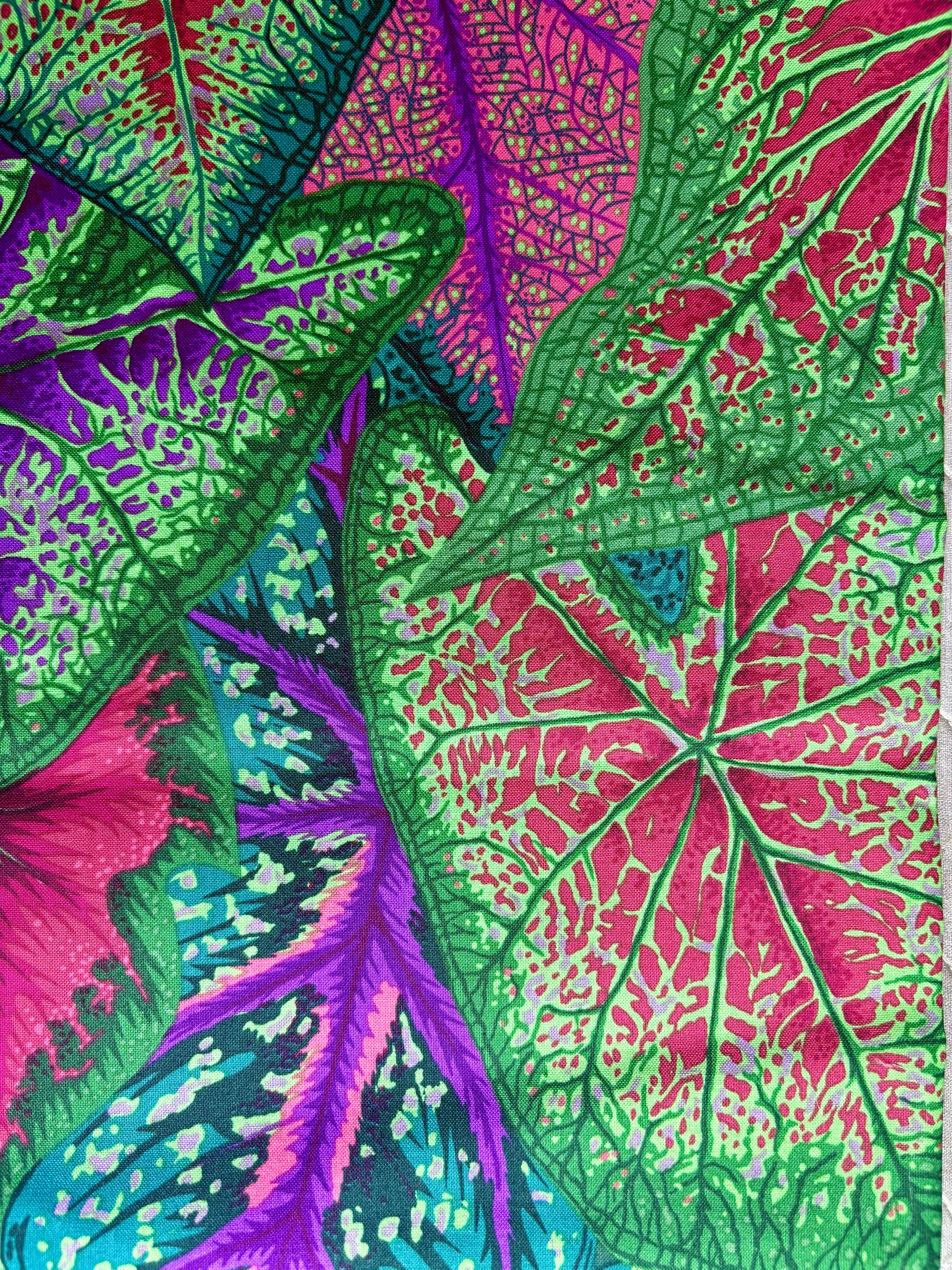 Kaffe Caladiums