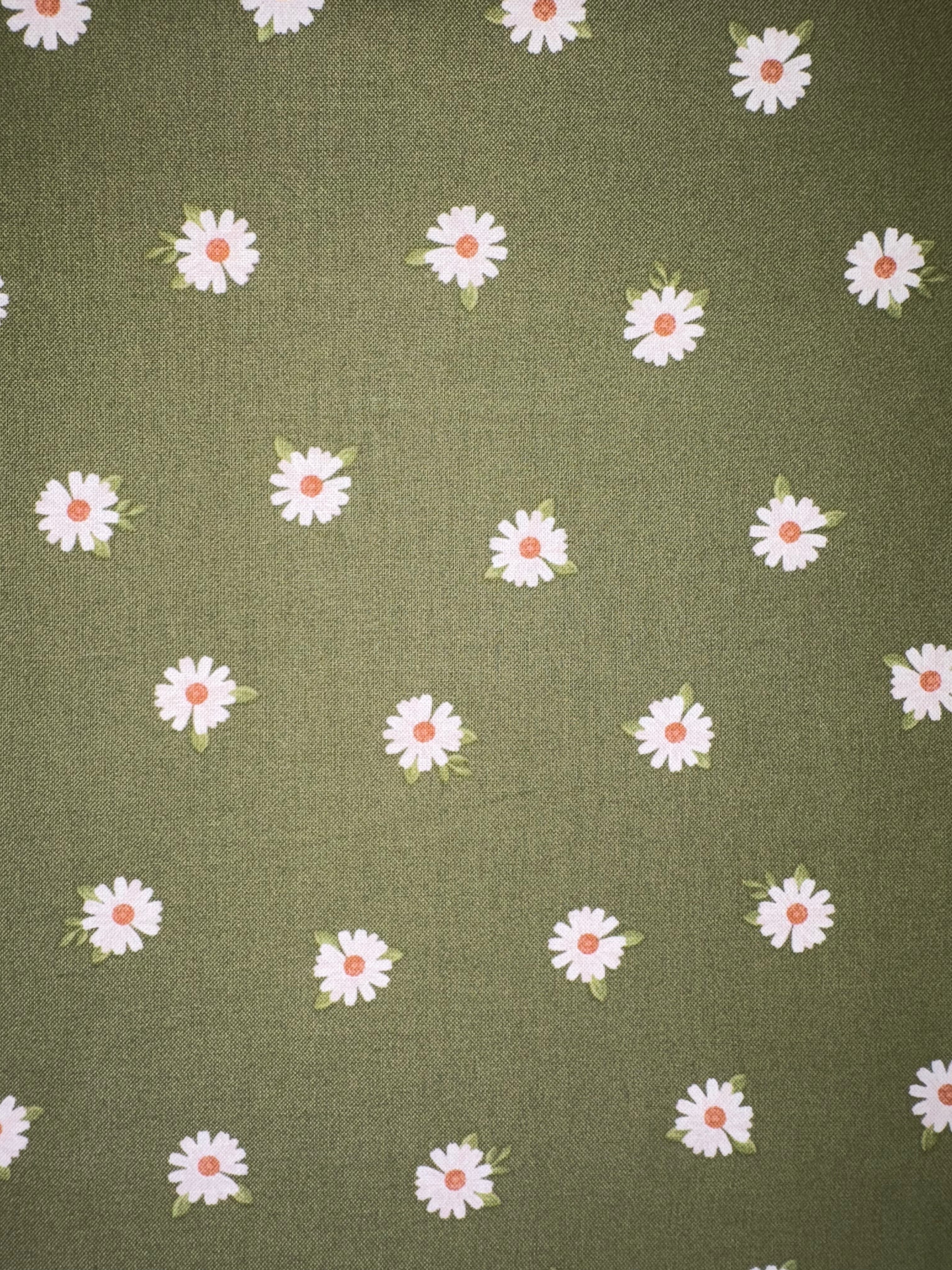 Olive Daisy